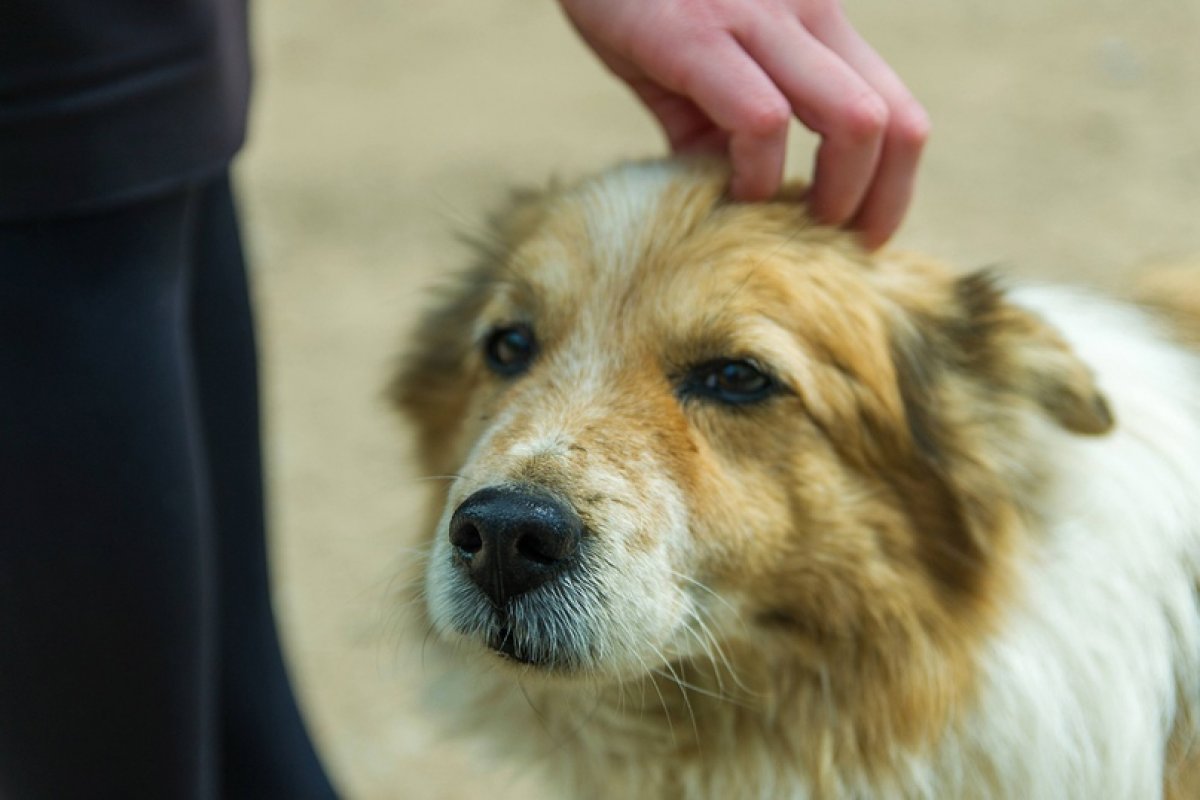 Во время пандемии люди по всему миру начали активно забирать животных из приютов. Эксперты говорят