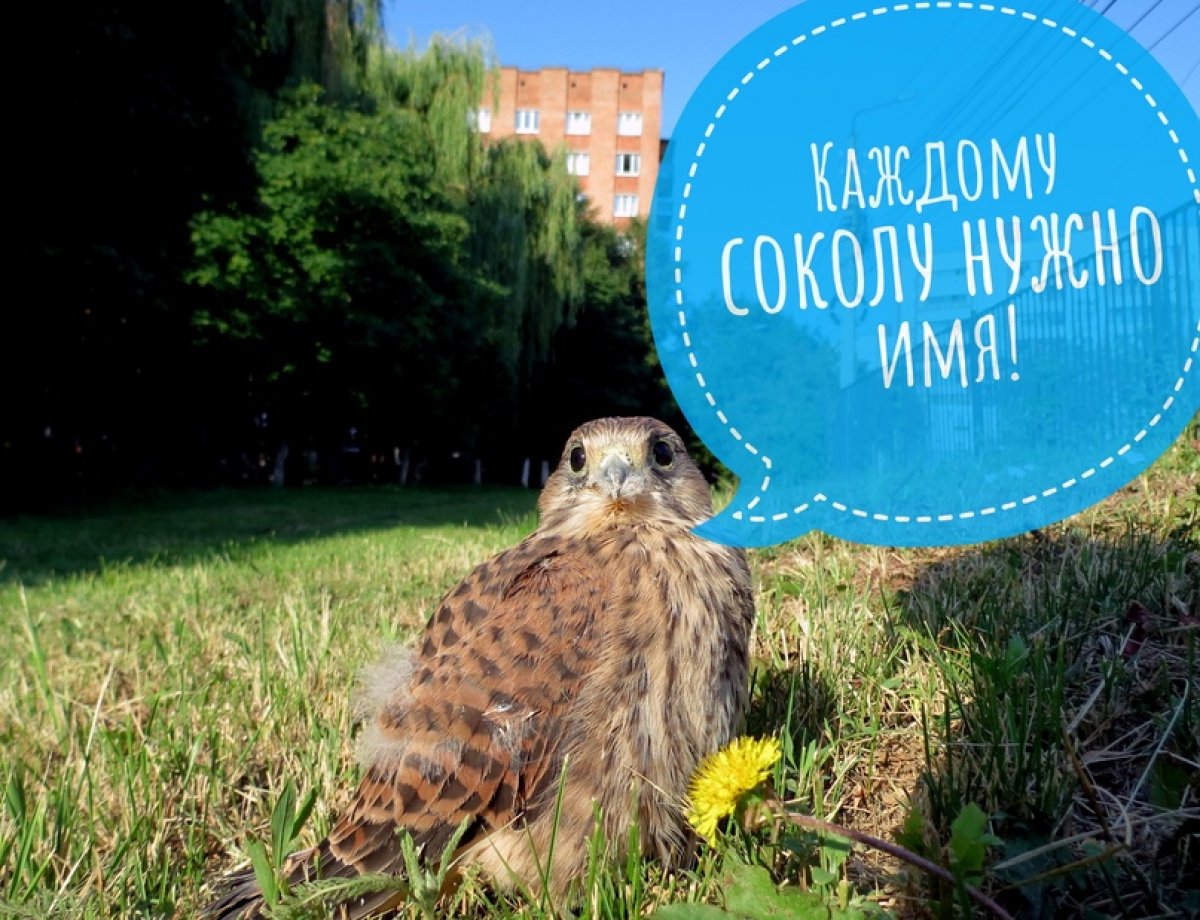 ❗Придумаем имя соколенку вместе❗ ❗Придумаем имя соколенку вместе❗
