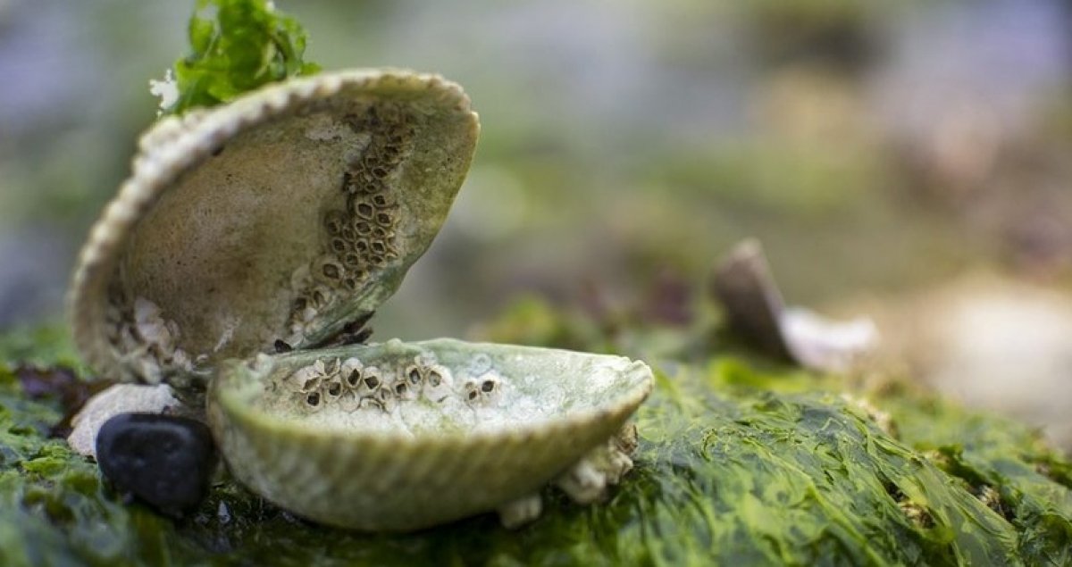 «Зоологическому музею» ХГУ исполнилось 20 лет