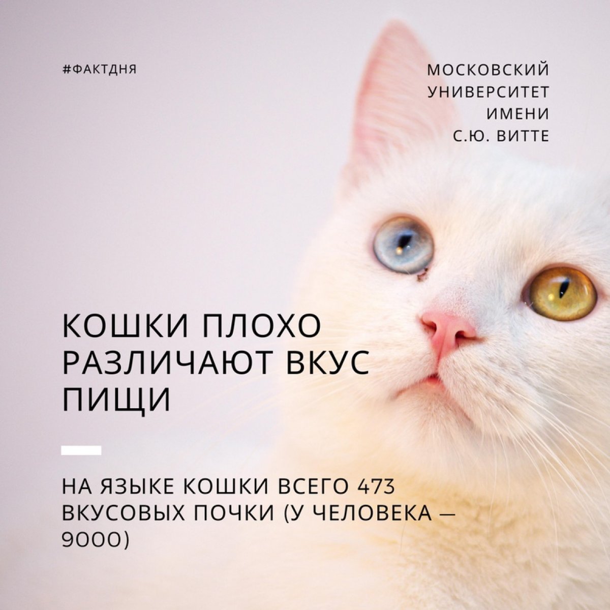 Кошки плохо различают вкус пищи