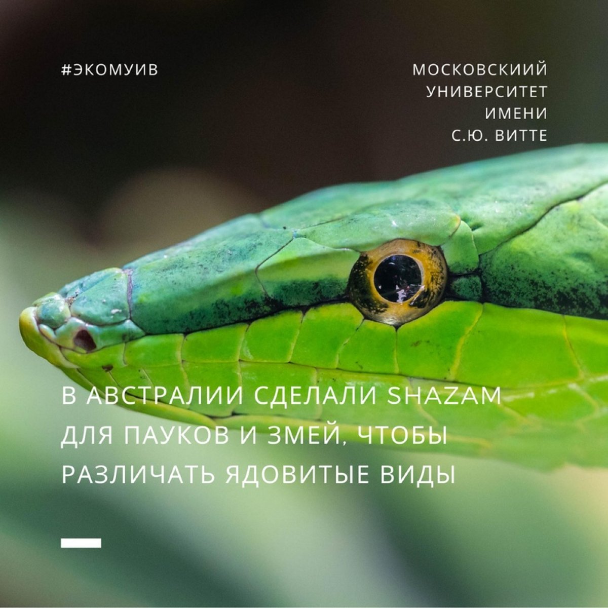 В Австралии сделали Shazam для пауков и змей, чтобы различать ядовитые виды