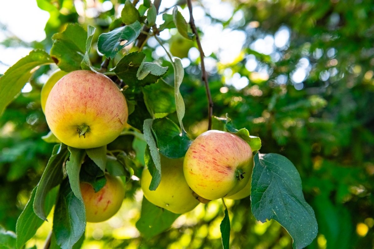 Приглашаем абитуриентов и их родителей на сбор яблок в Ботанический сад🌳 🌲🌳