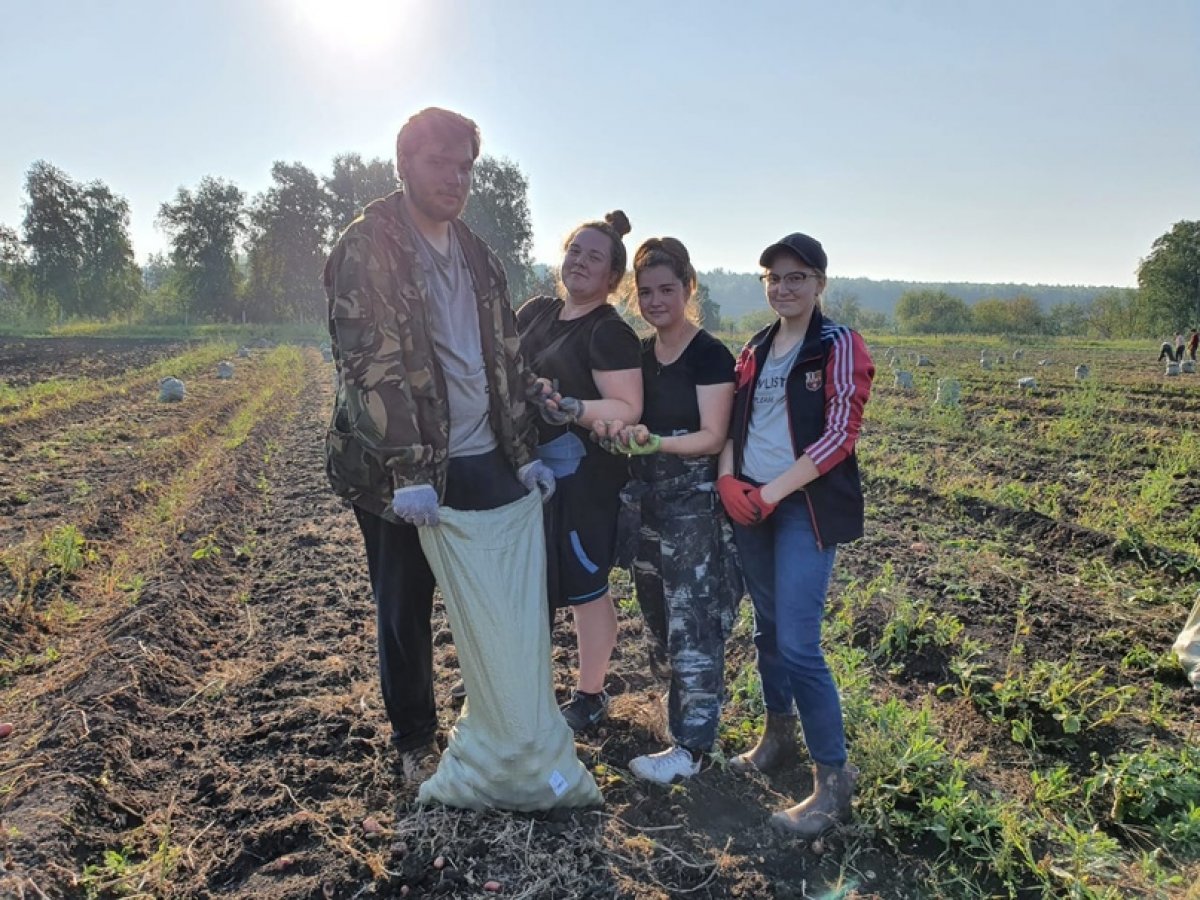 В учебно-опытном хозяйстве Уральского государственного аграрного университета продолжается уборка молодого картофеля