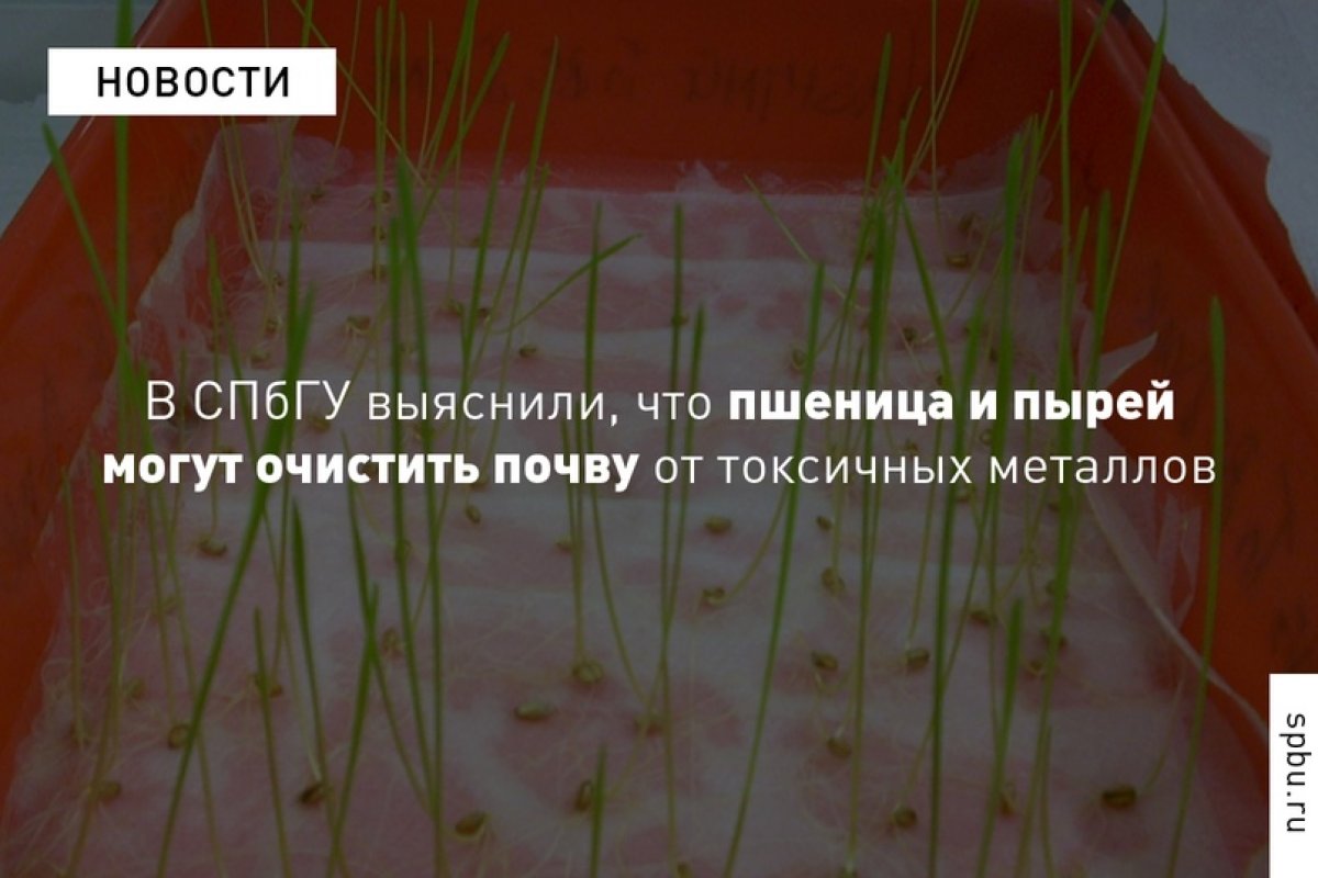 Научный сотрудник Ирина Штангеева обнаружила, что пшеница и пырей способны поглощать из зараженной почвы различные химические элементы: https://vk.cc/axYv16. Растения при этом не гибнут, но накапливают токсиканты именно в побегах