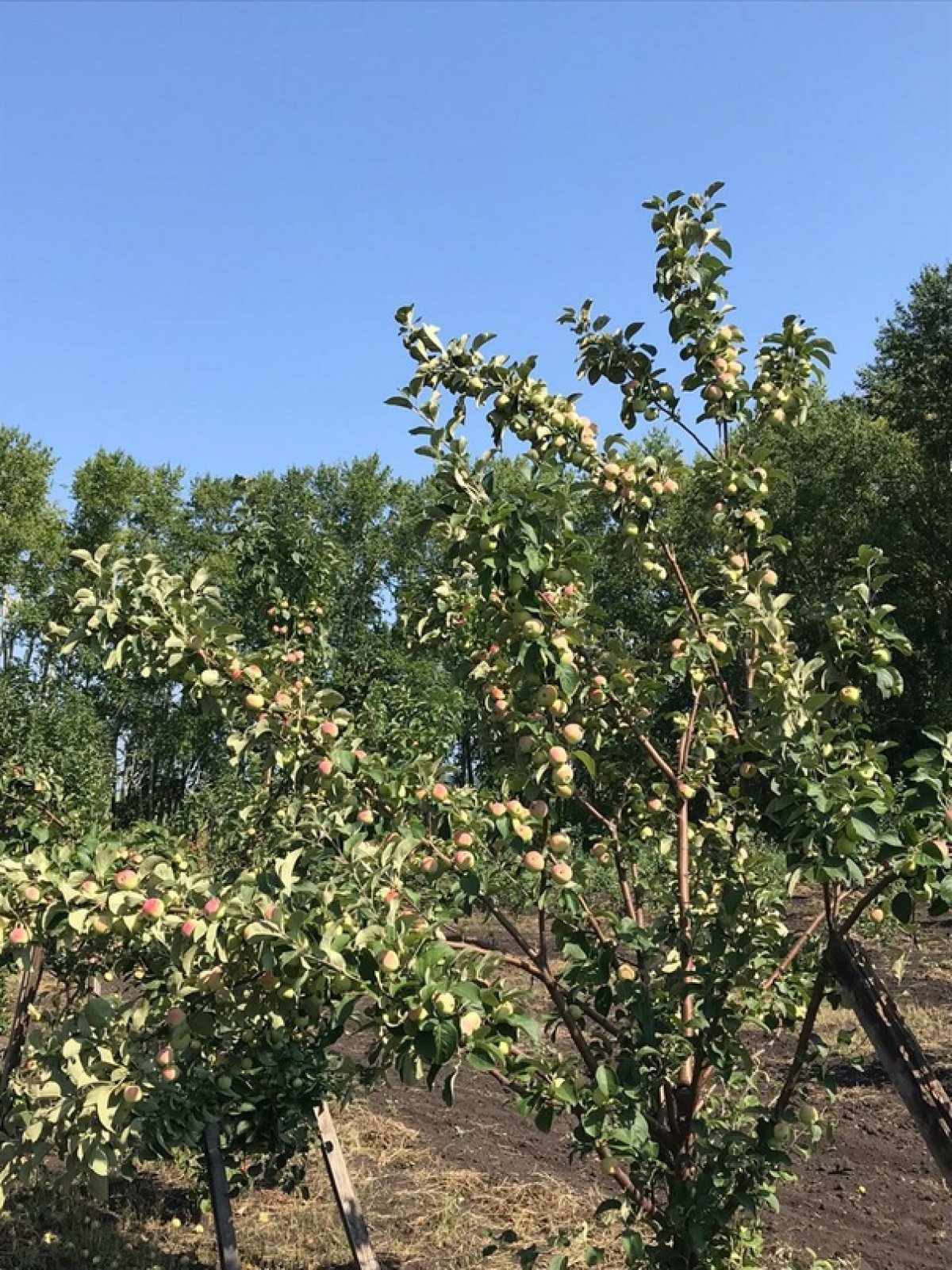 🌟Посмотрите, какой красивый плодовый сад в учебно-опытном хозяйстве Уральского государственного аграрного университета