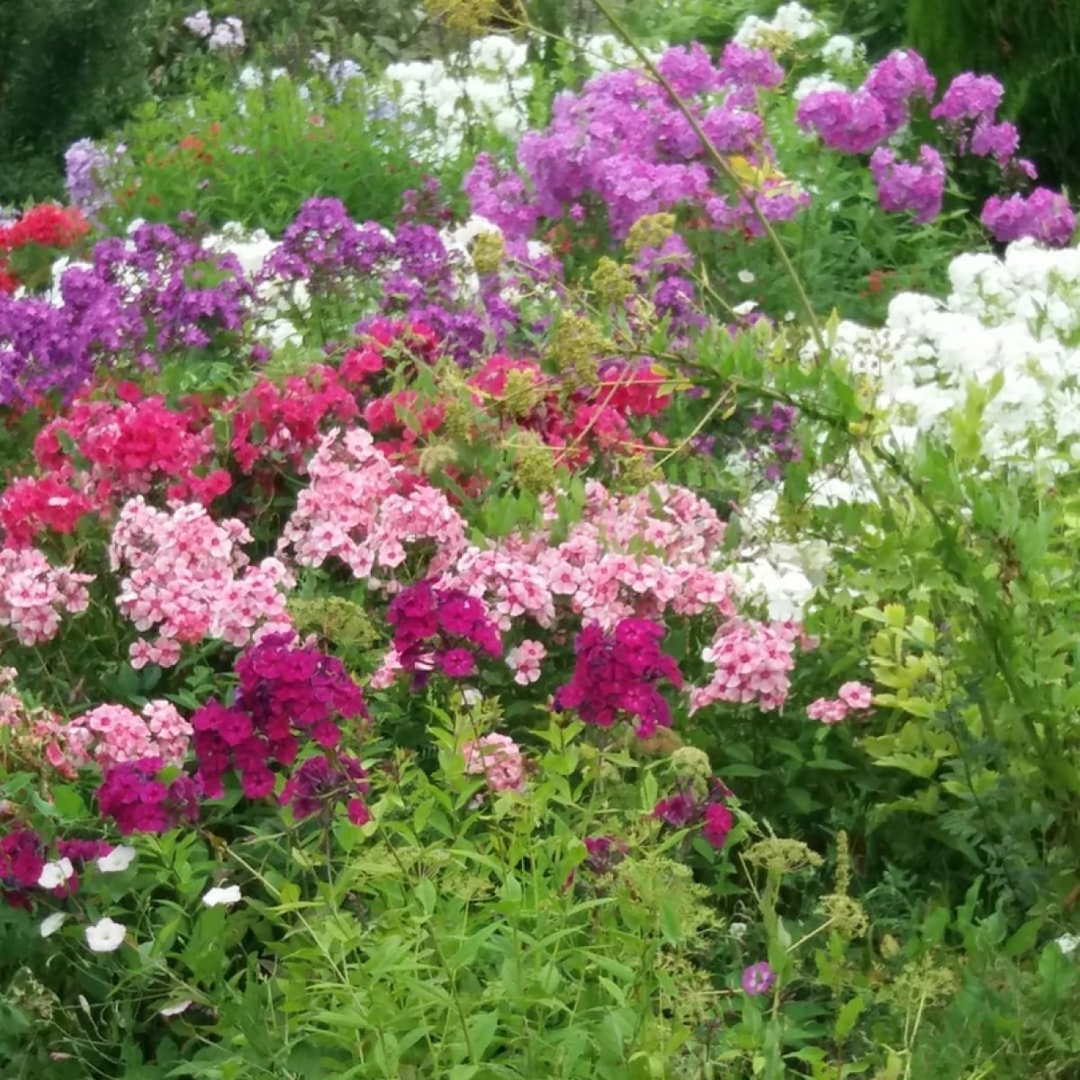 Ботанический сад