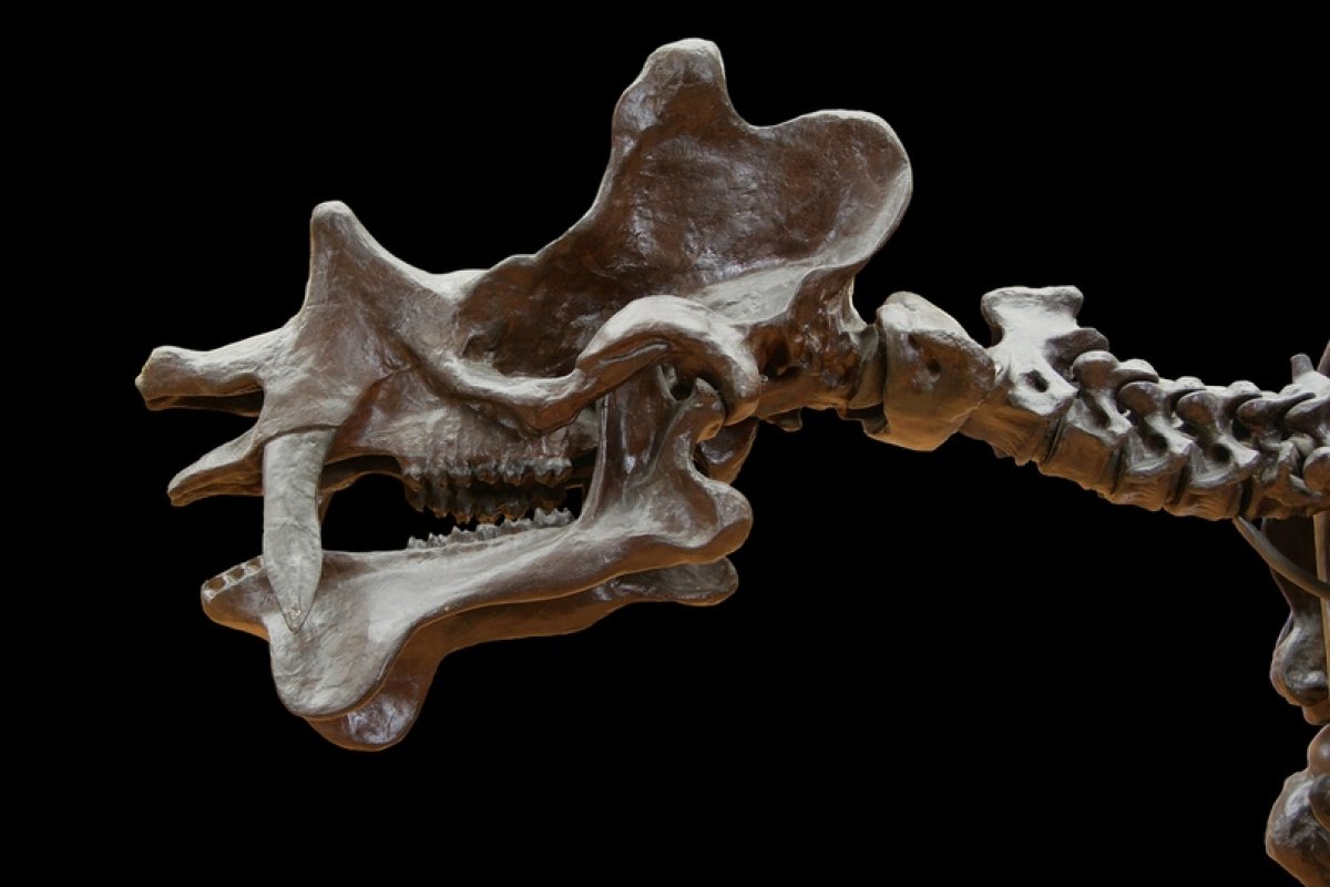 Зачем сегодня изучать мозг динозавров и что это может дать для понимания законов эволюции? Рассказал в эфире радио «Эхо Москвы» аспирант , специалист по ископаемым позвоночным Иван Кузьмин