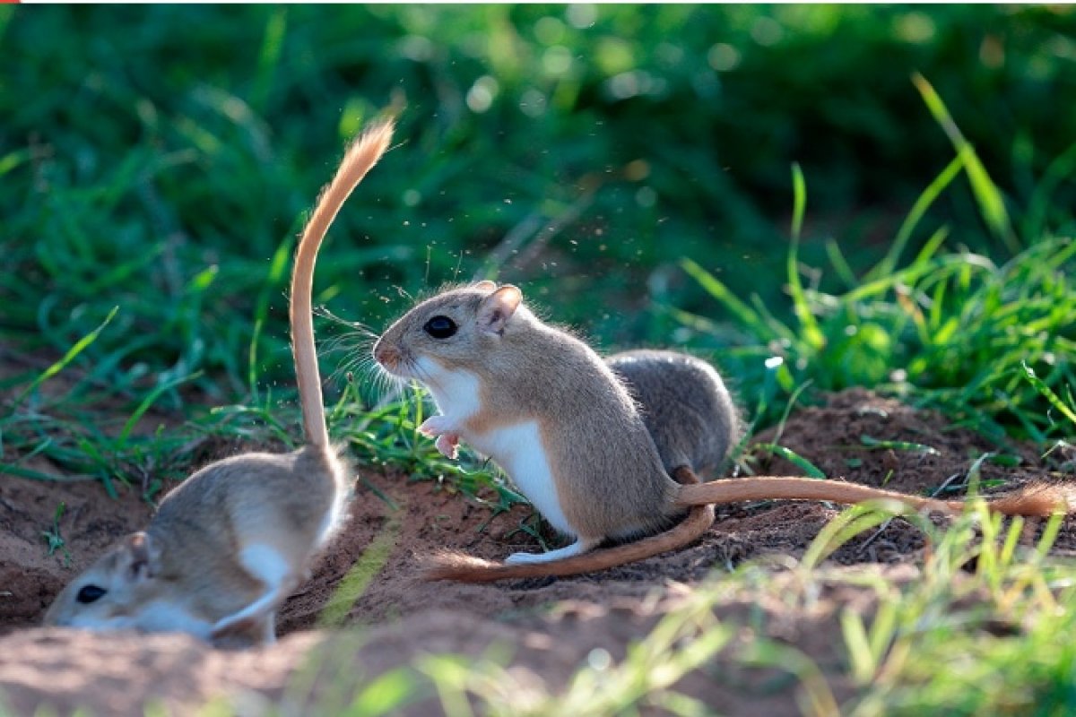 Биологи ХГУ ведут долговременные научные и прикладные исследования