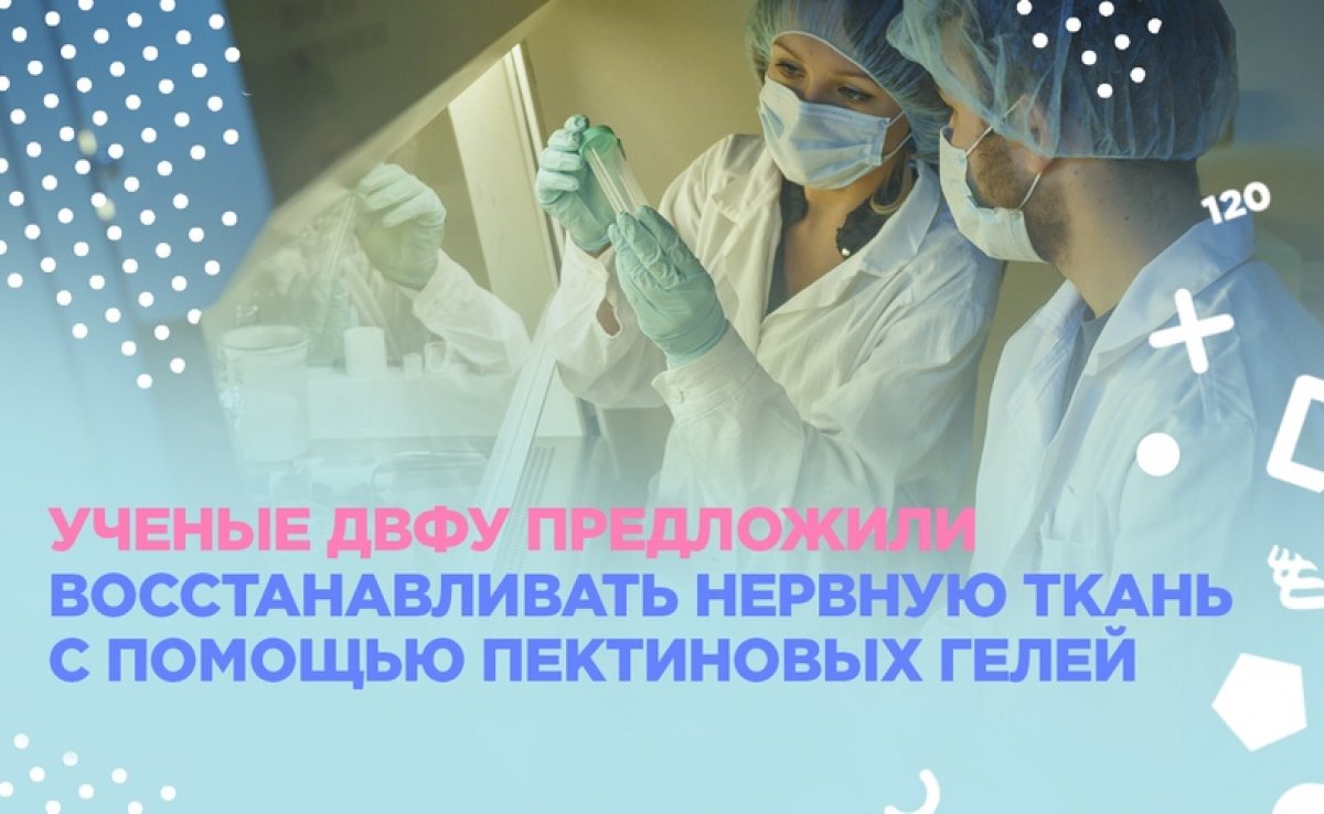 🔬 В Школе биомедицины ДВФУ разработали имплантируемые гидрогели на основе растительных полисахаридов (пектинов), которые могут играть роль искусственного внеклеточного матрикса — особой сети молекул, заполняющей пространство между клетками.