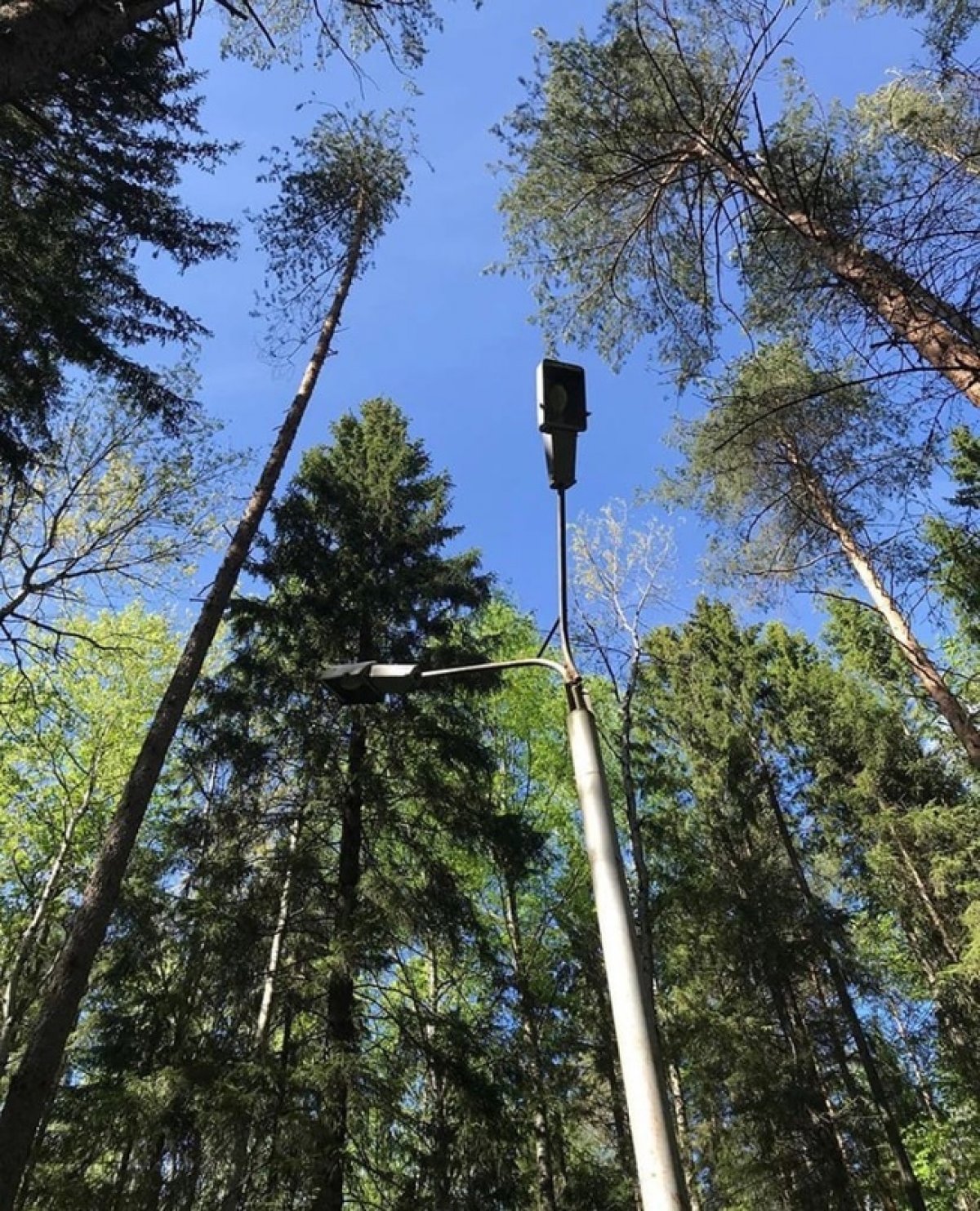 Комплекс, ты красив 🌳