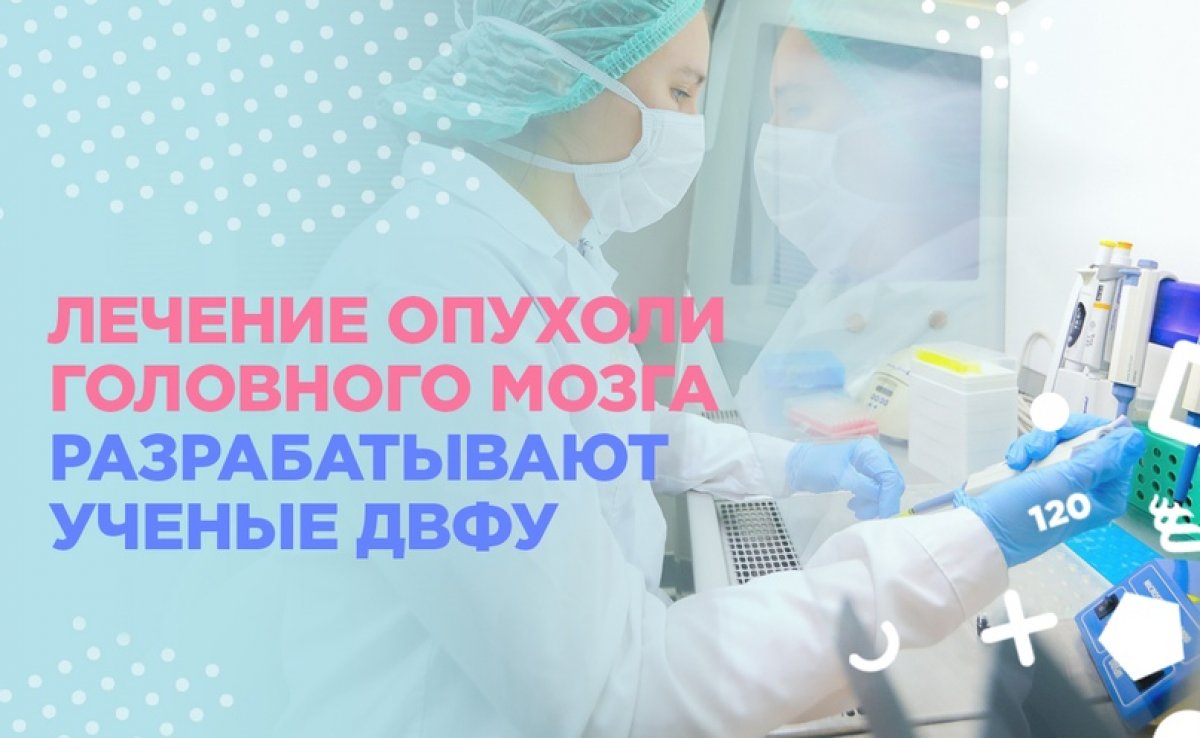 Ученые ДВФУ изучат механизмы образования и выживания клеток злокачественных опухолей головного мозга (глиом)