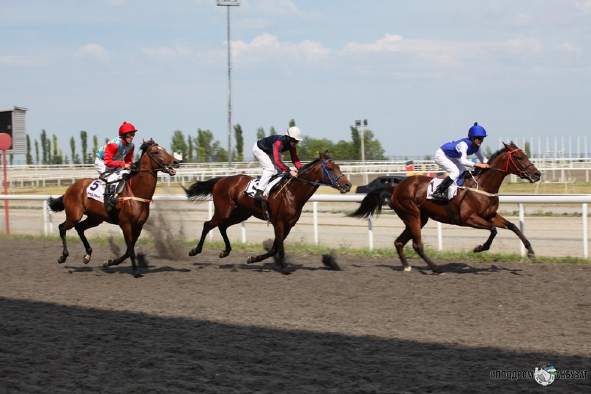 🐴 На Факультете Биотехнологий и Ветеринарной Медицины разработан препарат для спортивных лошадей на основе глицирризиновой кислоты.