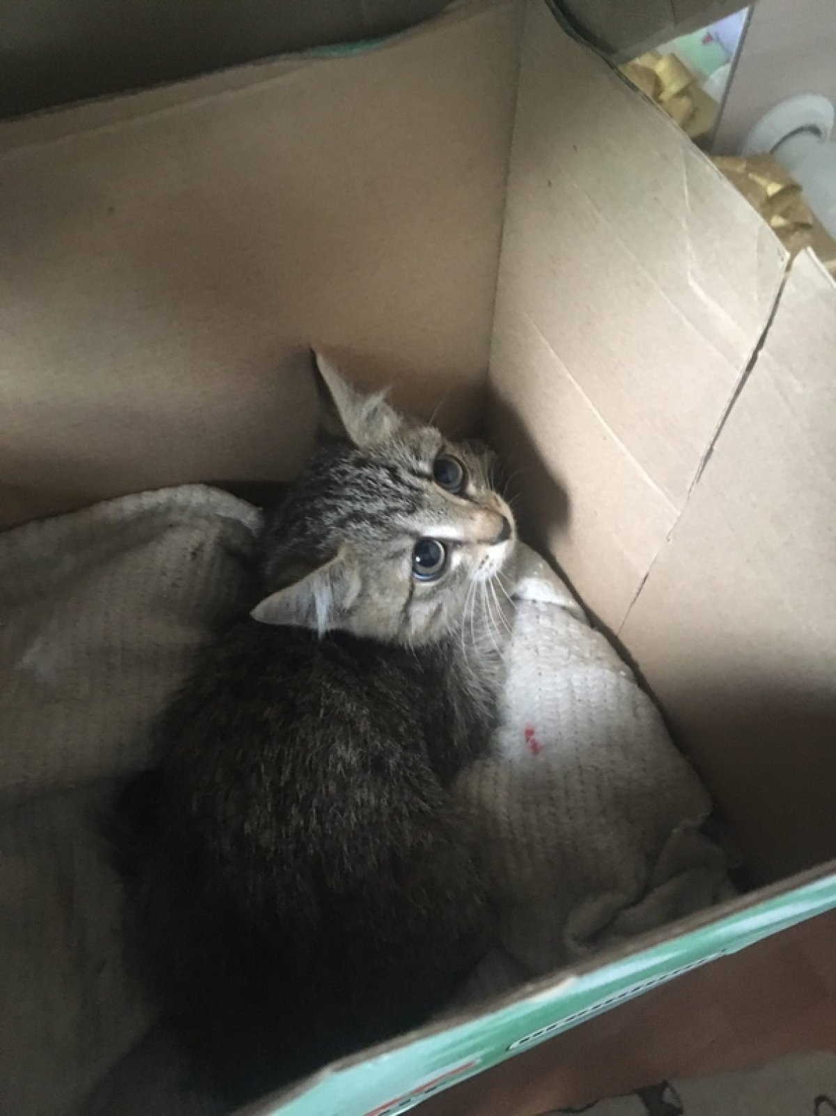 Друзья! Отдам котёнка, который целые сутки жил в институте🙈