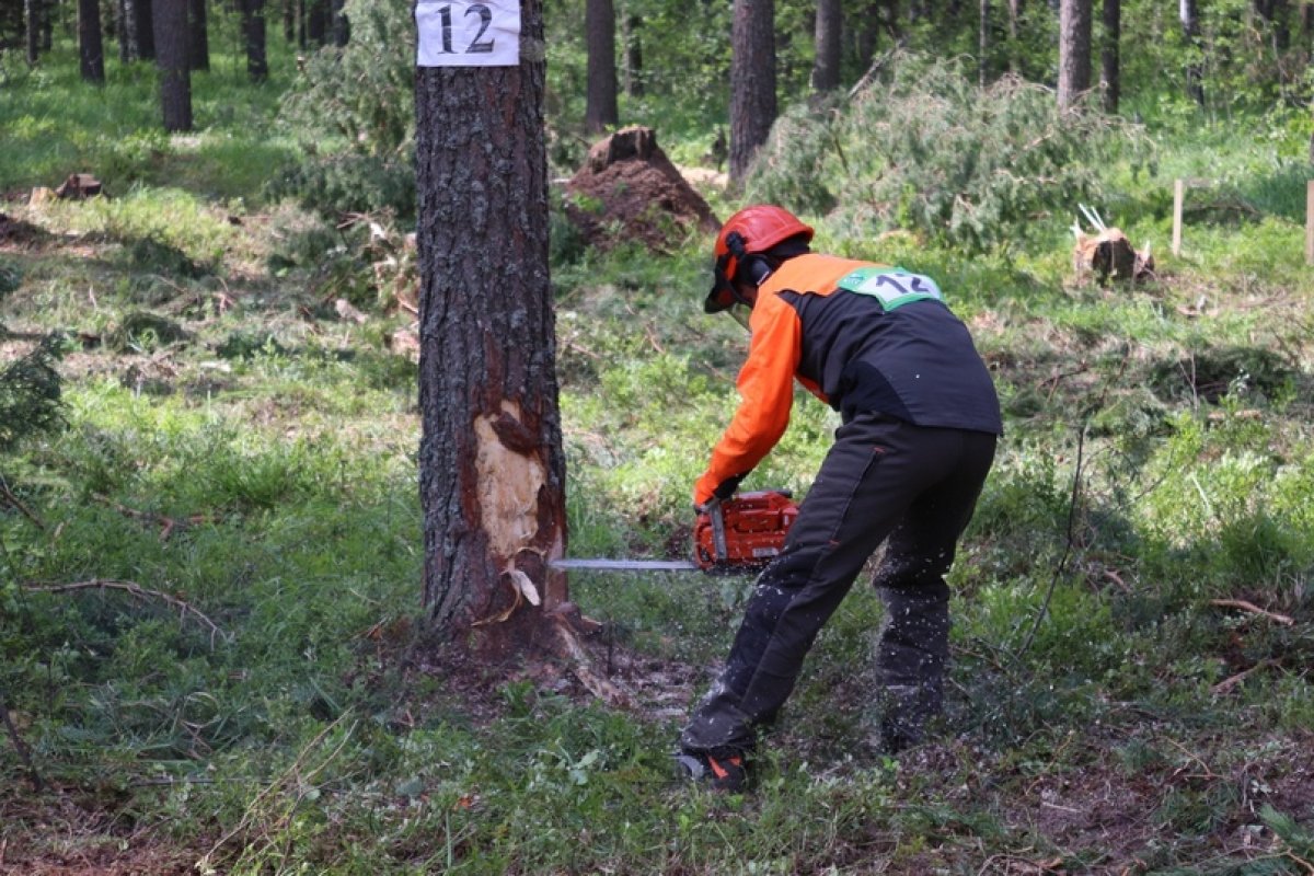 Учебно-опытный лесхоз (УОЛ) Волгатеха провёл конкурс профессионального мастерства в сфере лесного хозяйства «Лучший по профессии» 🌳