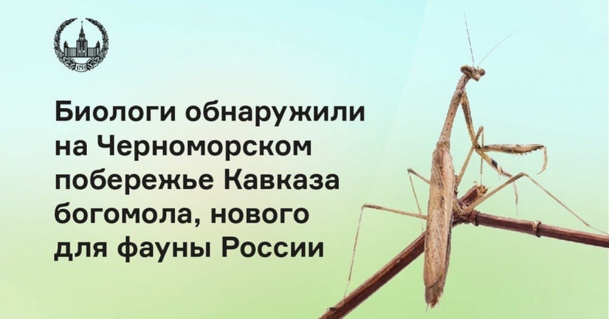 Биологи МГУ обнаружили новый для фауны России вид богомола