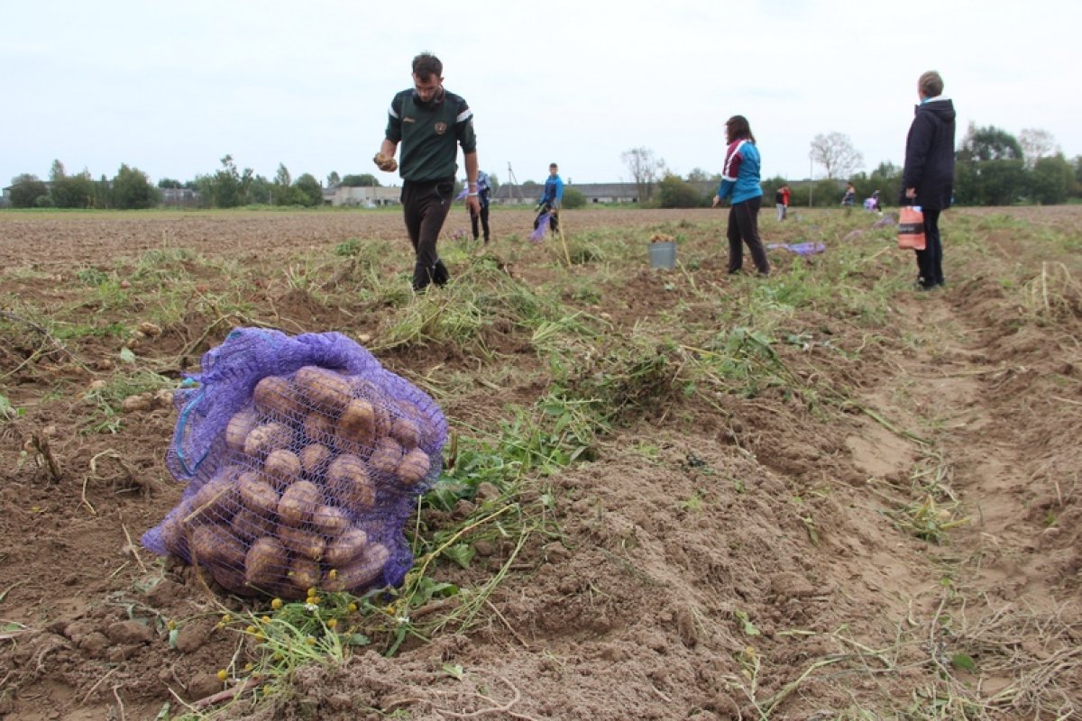 Студенты и преподаватели ТГСХА собирают урожай картофеля. 17 сентября
