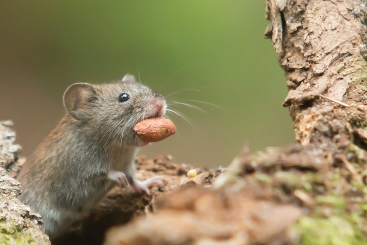 Мыши, чьи матери ели слишком калорийную пищу, сами предпочитают жирное и сладкое: https://vk.cc/aA0cFB