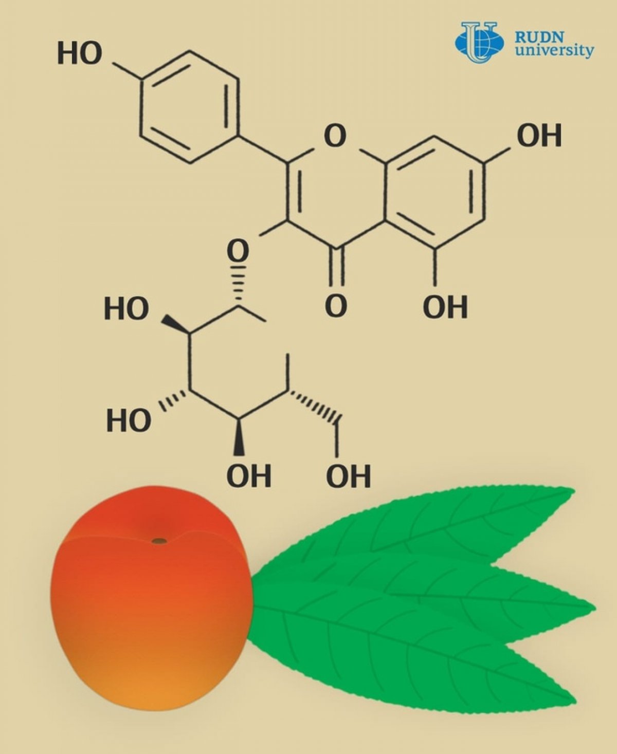 Биохимики РУДН связали полифенолы в листьях персика с антиоксидантным действием их экстракта 🍃🍑