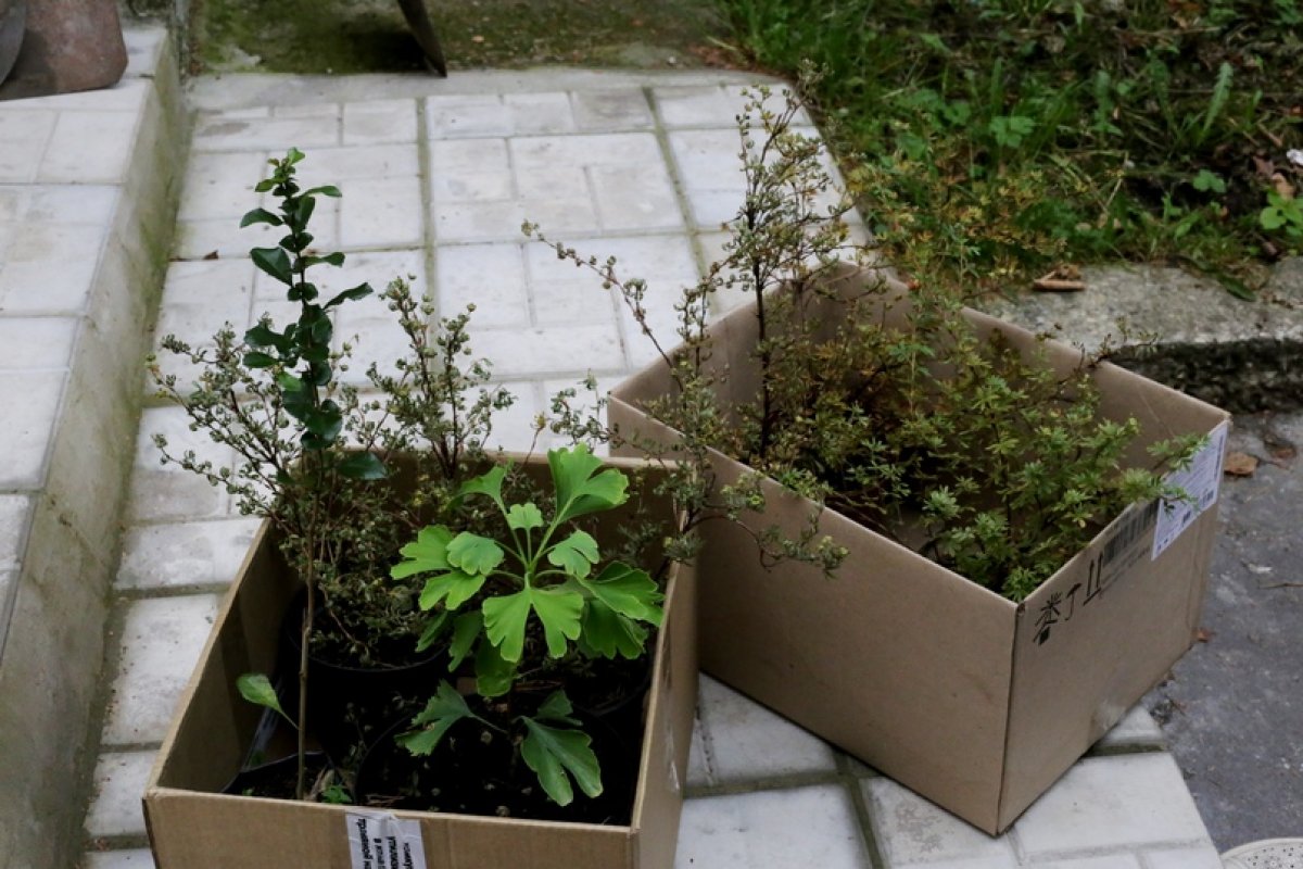 Новые растения, полученные волонтёрами за сбор макулатуры, высадили у Инжинирингового центра ПсковГУ