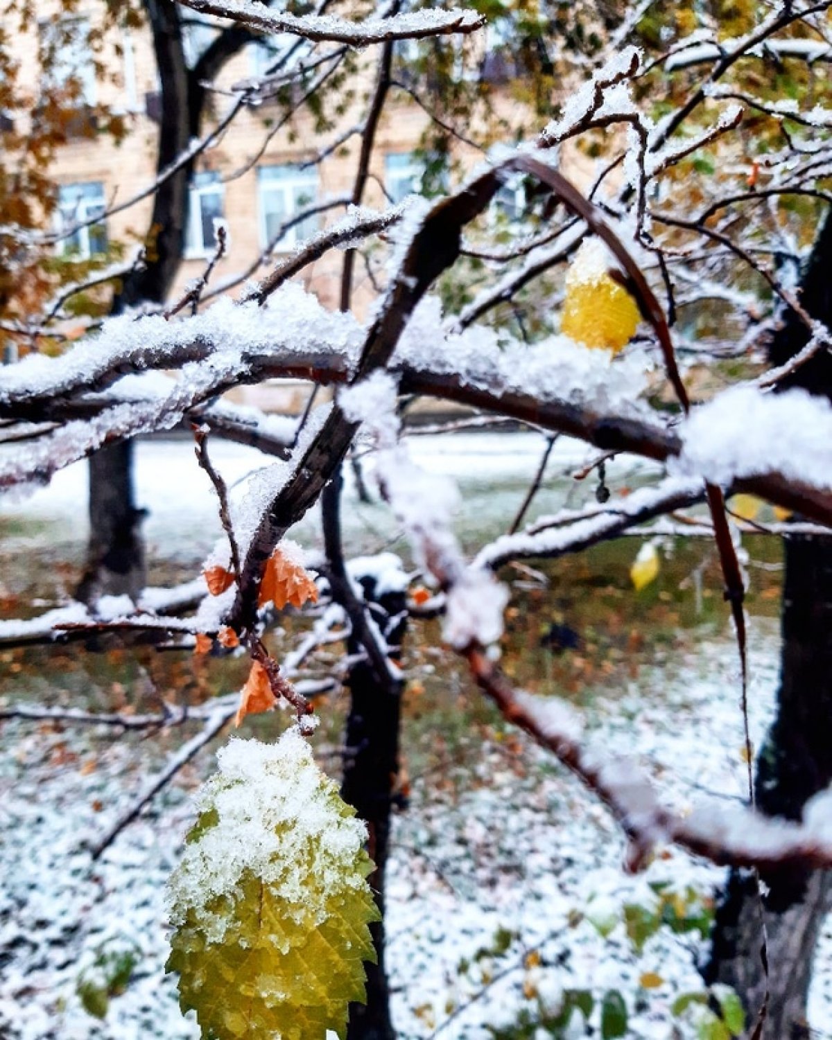 Зимняя сказка, пришедшая во все аккаунты студентов в Instagram, ворвалась и в паблик. Смотрите, как наш кампус накрыло снегом за прошедший день! Красота неимоверная 😍❄