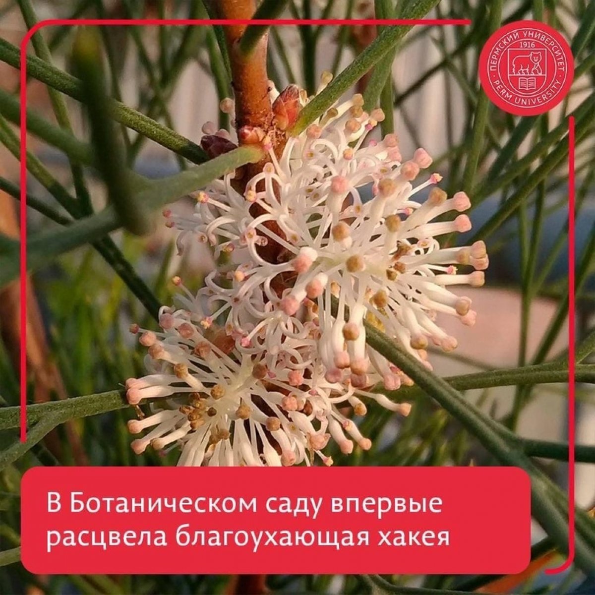 В Ботаническом саду ПГНИУ впервые расцвела Hakea suaveolens