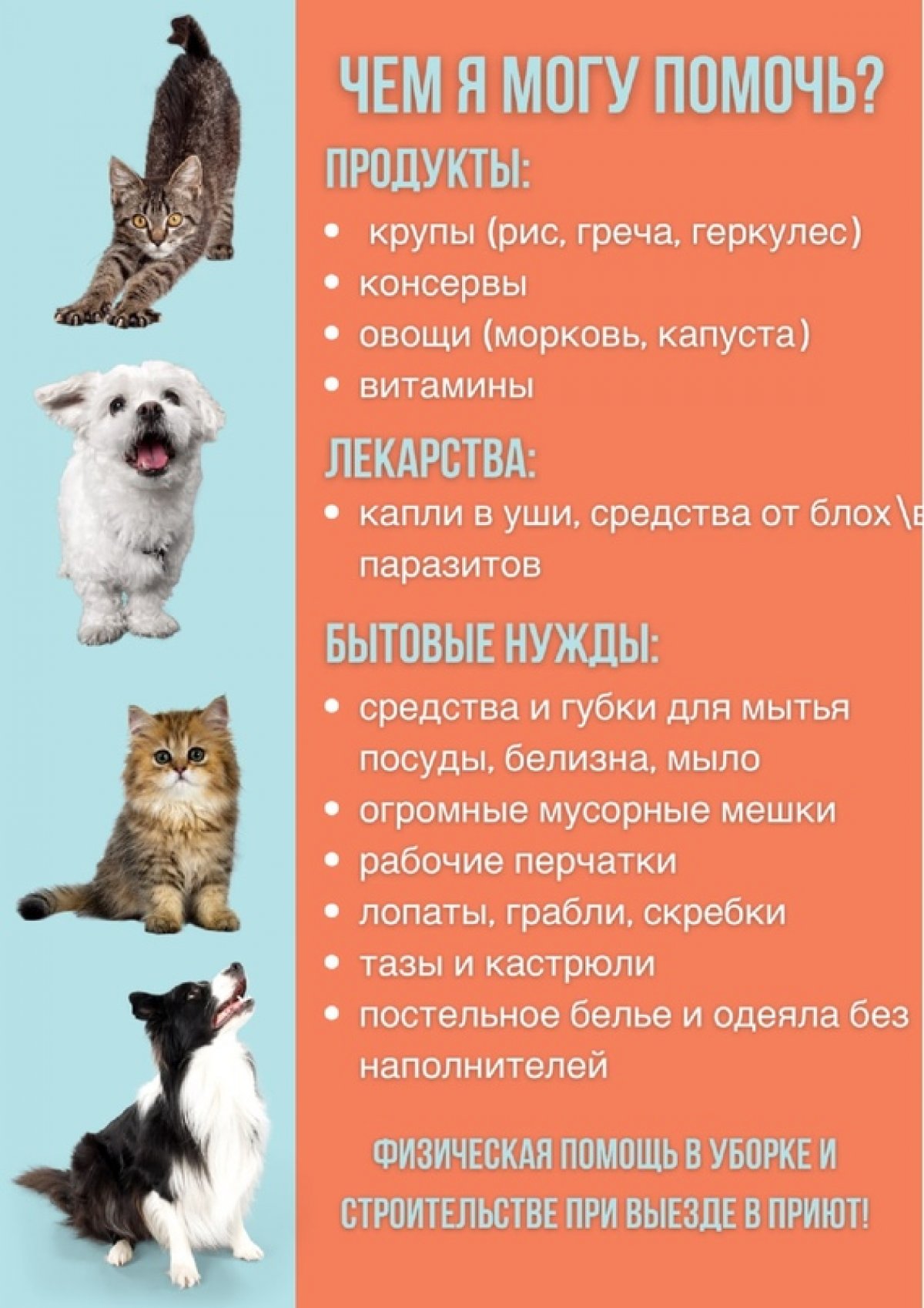 Помощь приюту «Катунино» 🐕