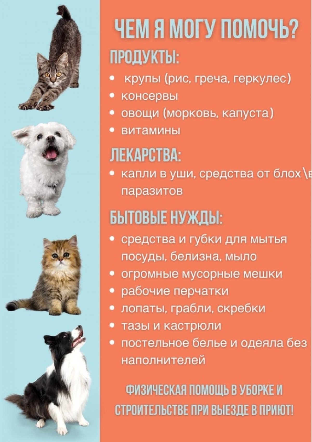 Помощь приюту Катунино 🐾