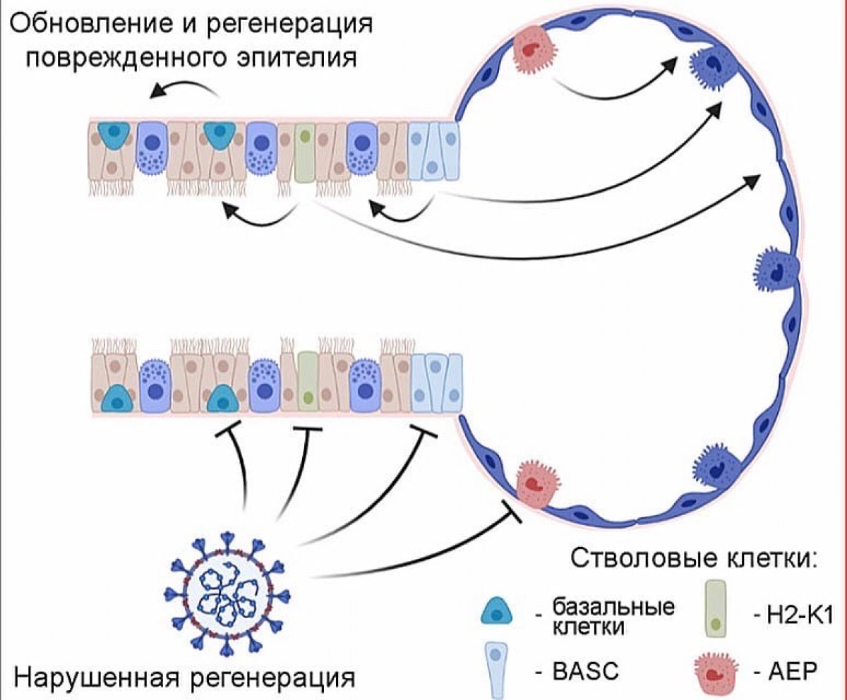 Учёные МГУ выяснили, могут ли стволовые клетки инфицироваться SARS-CoV-2 🦠