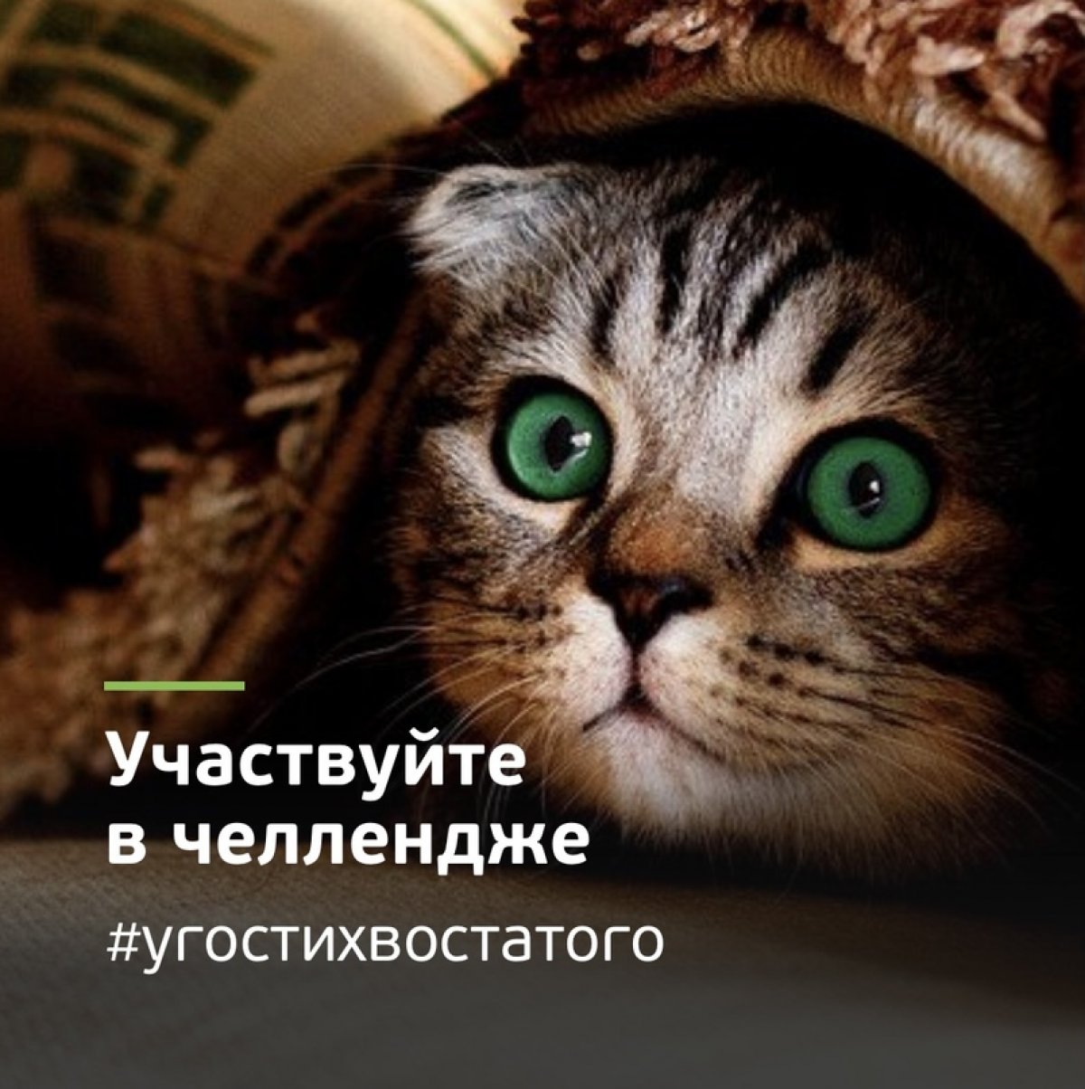 Помоги слабому 🐱