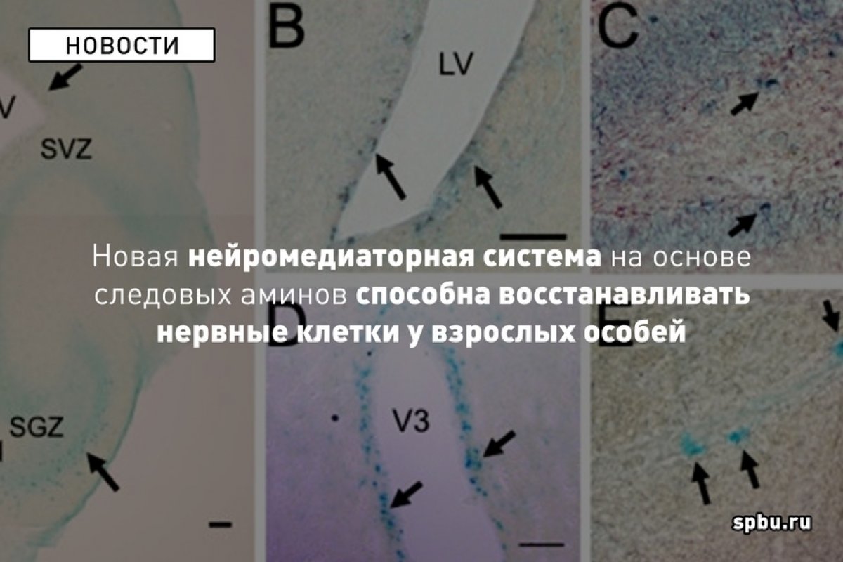 Учёные выяснили, что недавно открытая нейромедиаторная система на основе рецепторов к следовым аминам TAAR5 способна регулировать число нейронов дофамина и взрослый нейрогенез (образование новых клеток в некоторых структурах мозга у зрелых особей)