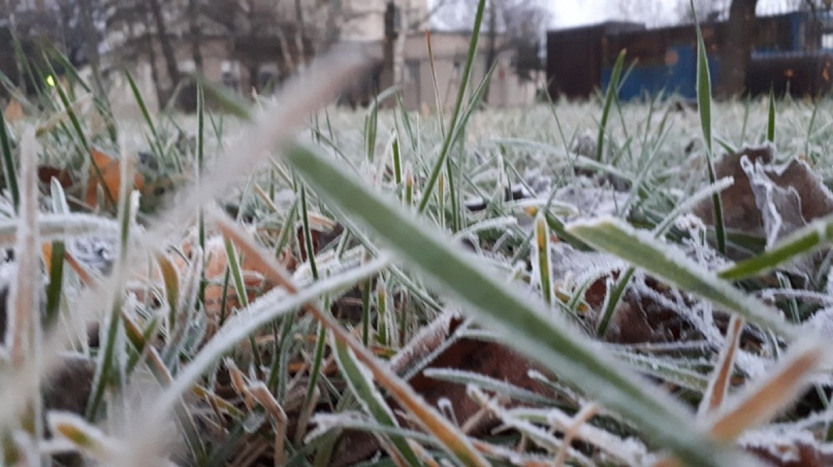 Доброе утро, Великолукская ГСХА ❄